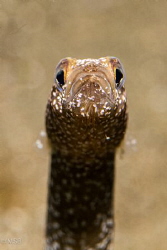 Garden eel close up. by Mehmet Salih Bilal 